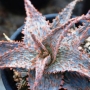 Алое (ALOE cv. Marmalade)