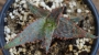 Алое (ALOE cv. Marmalade)