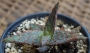 Алое (ALOE cv. Marmalade)