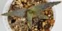 Алое (ALOE cv. Marmalade)