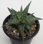 Алое (Aloe descoingsii, dwarf, blue)