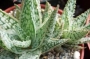 Алое (Aloe diego)