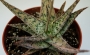 Алое (Aloe diego)
