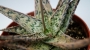 Алое (Aloe diego)