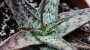 Алое (Aloe diego)