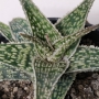 Алое (Aloe diego)