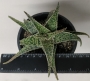 Алое (Aloe diego)