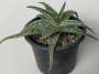 Алое (Aloe diego)