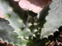 Алое (Aloe ferox, Aloe marlothii)