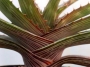Алое (Aloe fosteri)