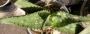 Алое (Aloe fosteri)