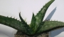 Алое (Aloe fosteri)
