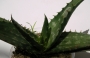 Алое (Aloe fosteri)