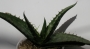 Алое (Aloe fosteri)