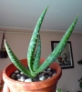 Алое (Aloe gariepense)