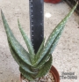 Алое (Aloe gariepense)