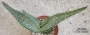 Алое (Aloe gariepense)