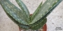 Алое (Aloe gariepense)