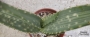 Алое (Aloe gariepense)