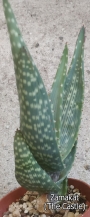 Алое (Aloe gariepense)