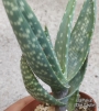 Алое (Aloe gariepense)