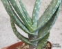 Алое (Aloe gariepense)