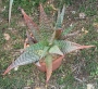 Алое (Aloe grandidentata)