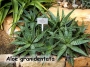 Алое (Aloe grandidentata)