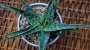 Алое (Aloe GREAT WHITE)