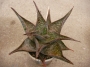 Алое (Aloe Hybrid Spotted leaves)