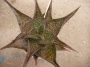 Алое (Aloe Hybrid Spotted leaves)