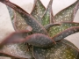 Алое (Aloe Hybrid Spotted leaves)