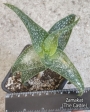 Алое (Aloe Hybrid Spotted leaves)