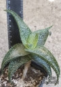 Алое (Aloe Hybrid Spotted leaves)