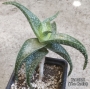 Алое (Aloe Hybrid Spotted leaves)
