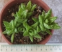 Алое (Aloe juvenna, ALOE ZANZIBARICA Aloe squarrosa)