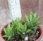 Алое (Aloe juvenna, ALOE ZANZIBARICA Aloe squarrosa)