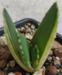 Алое (Aloe nobilis variegated)