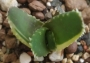 Алое (Aloe nobilis variegated)