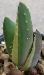 Алое (Aloe nobilis variegated)