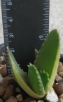 Алое (Aloe nobilis variegated)