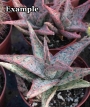 Алое (Aloe Pink Blush)