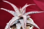 Алое (Aloe Pink Blush)