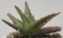 Алое (Aloe Pink Blush)