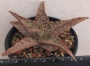 Алое (Aloe Pink Blush)