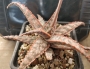 Алое (Aloe Pink Blush)