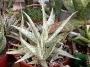 Алое (Aloe rauhii cv. Snow Flake, snowflake)