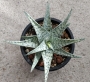 Алое (Aloe rauhii cv. Snow Flake, snowflake)