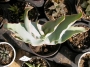 Алое (Aloe striata)