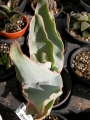 Алое (Aloe striata)
